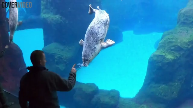 Seals at the Oregon Zoo get into shape with adorable new fitness routine